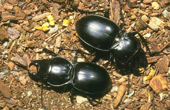 Лучик света - энциклопедия для детей: насекомые. Жук