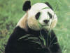 Лучик света - энциклопедия для детей: животные. Панда