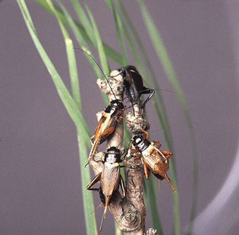 Лучик света - энциклопедия для детей: насекомые. Сверчок