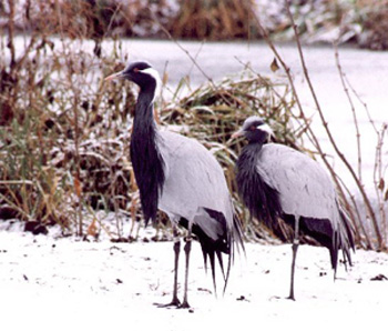 ����� ����� - ������������ ��� �����: �����. �������-��������