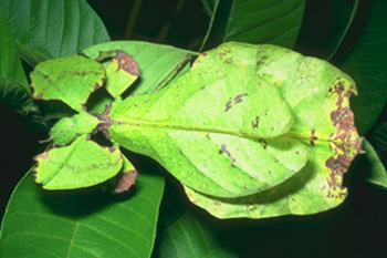 Лучик света - энциклопедия для детей: насекомые. Листовидка