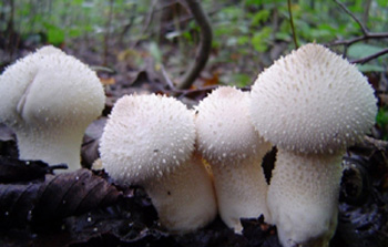 Луичк света - энциклопедия для детей: грибы.