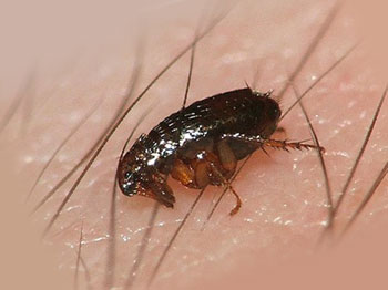 Лучик света - энциклопедия для детей: насекомые. блоха