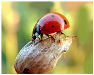 Лучик света - энциклопедия для детей: насекомые. Божья коровка