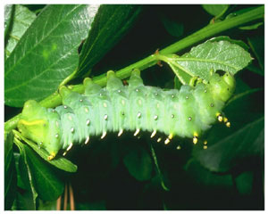 энциклопедия для детей: насекомые. Гусеница