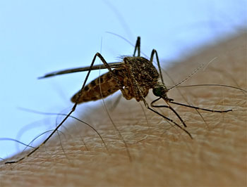 энциклопедия для детей: насекомые. Комар