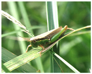 Лучик света - энциклопедия для детей: насекомые. Кузнечик