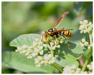 Лучик света - энциклопедия для детей: насекомые. Оса