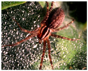 Лучик света - энциклопедия для детей: Паук