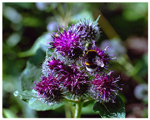 энциклопедия для детей: насекомые. Шмель
