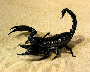 Лучик света - энциклопедия для детей: насекомые. Скорпион