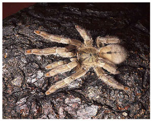 Лучик света - энциклопедия для детей: насекомые. Тарантул